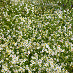 Aster ericoides Snowflurry - 3 Astères éricoïdes Snowflurry - Aster