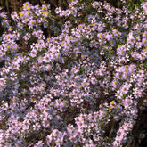 3 Asters Pink Star - Willemse