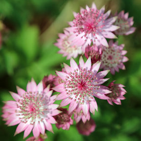 Astrantia major - Grande astrance - Astrance