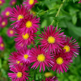 Aster  grands d'automne Crimson Brocade - Willemse