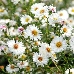 Aster novi-belgii white ladies - Aster grand d'automne White Lady - Aster