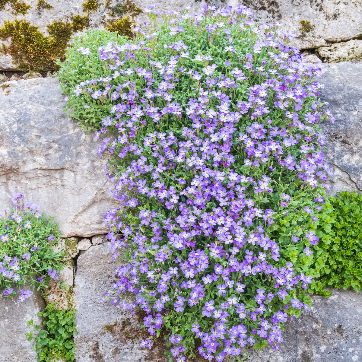 Aubriète Cascade Blue - Willemse