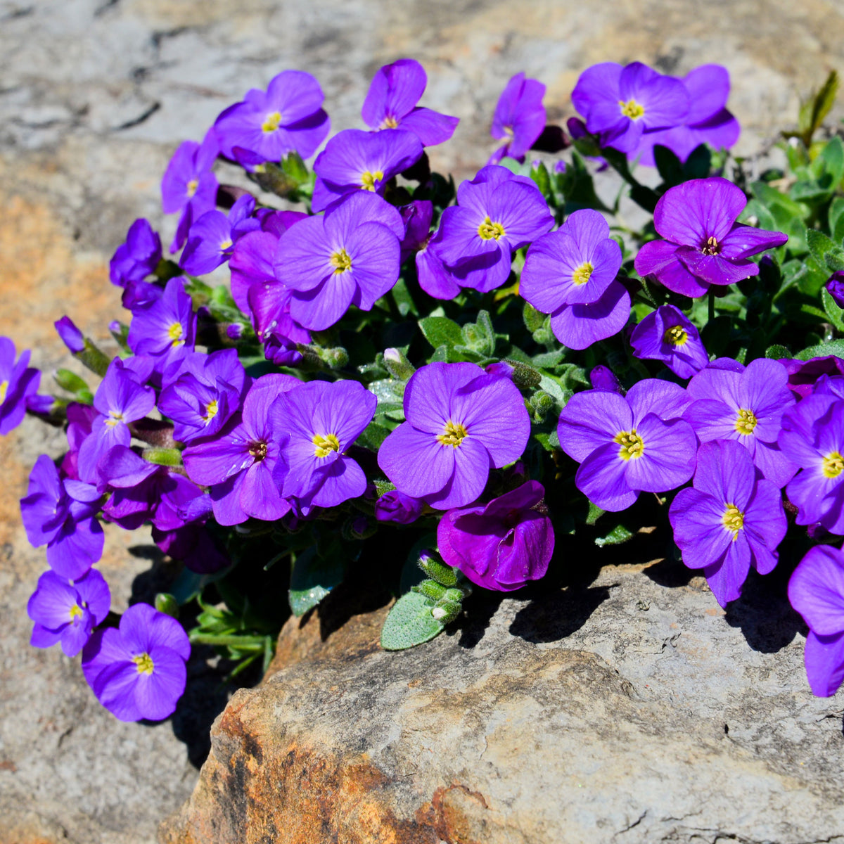 Aubriète Cascade Purple - Willemse
