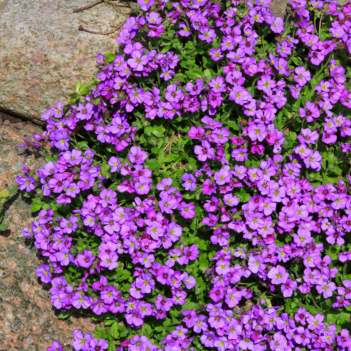 Aubriète Hamburger Stadtpark - Willemse
