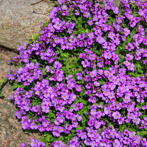 Aubriète Hamburger Stadtpark - Willemse