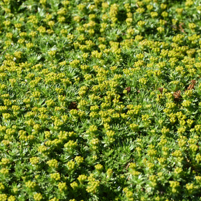 Vente Azorelle - Azorella trifurcata