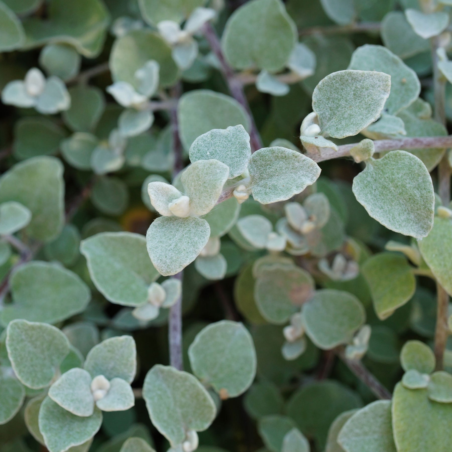 Plantes vivaces à feuillage persistant - Ballote pseudodictame - Ballota pseudodictamnus