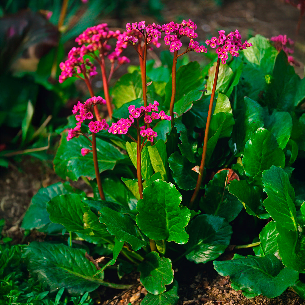 Bergénia Morgenrote - Bergenia cordifolia Morgenröte - Willemse