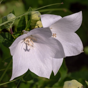Campanule - Campanule à feuilles de pêcher Alba - Campanula persicifolia Alba