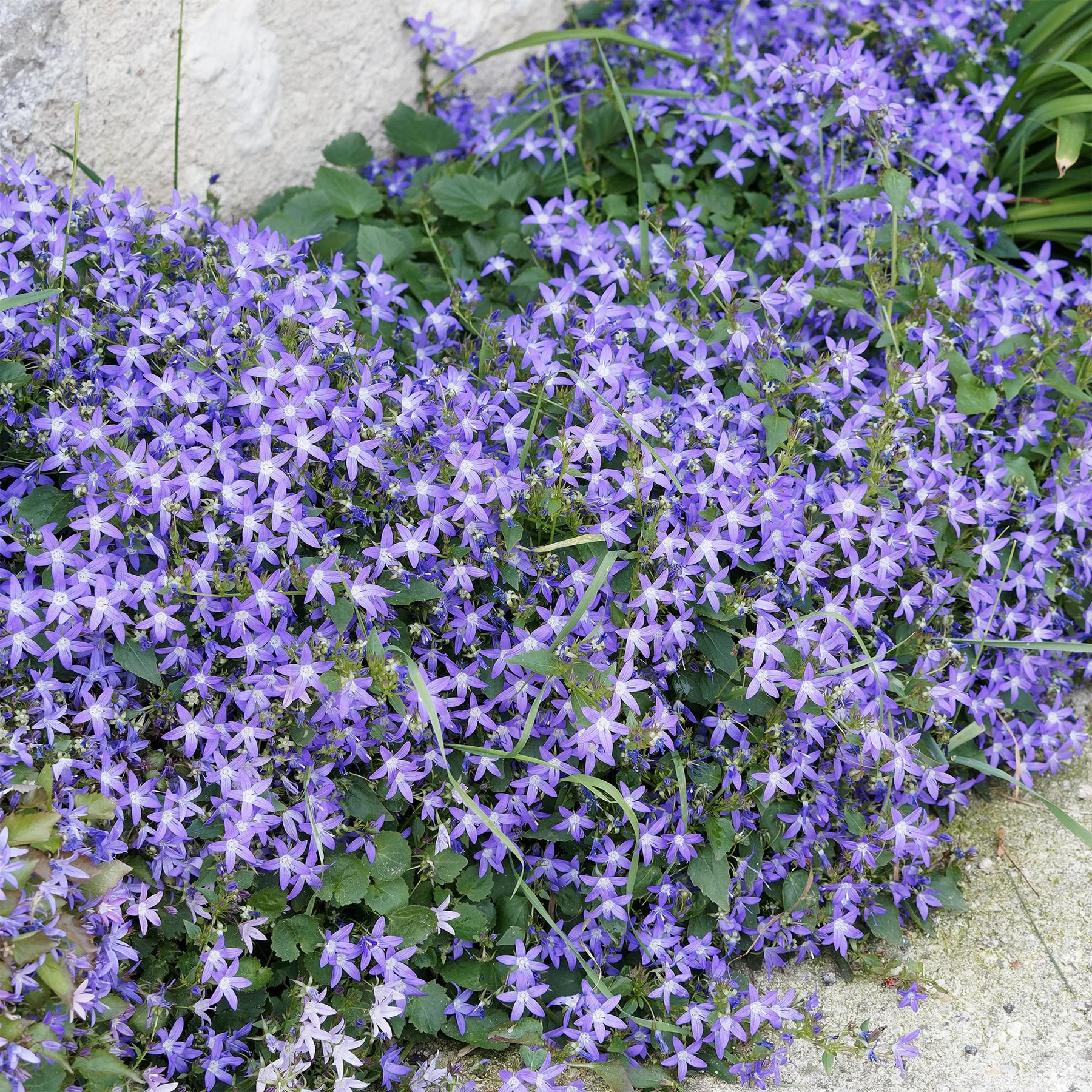 Vente 4 couvre-sols pour murets - Campanula poscharskyana, Sedum acre