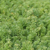 Camomille romaine Treneague - Willemse