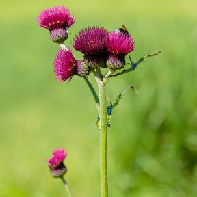 Cirsium rivulare atropurpureum - Cirse des ruisseaux - Fleurs vivaces