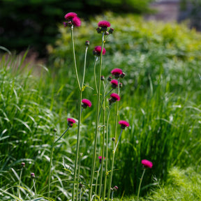 Fleurs vivaces - Cirse des ruisseaux - Cirsium rivulare atropurpureum
