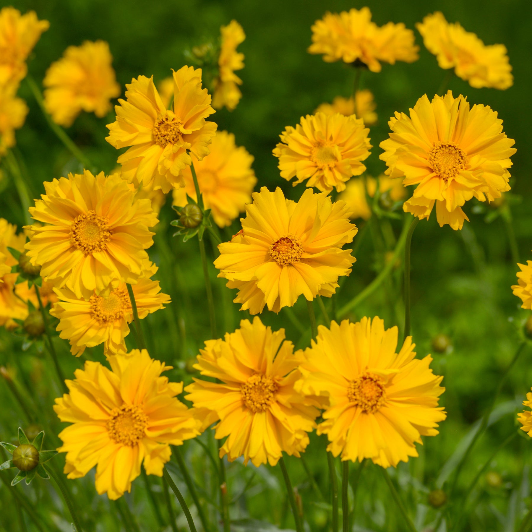 Coréopsis - Coreopsis à grandes fleurs Sunray - Coreopsis grandiflora Sunray