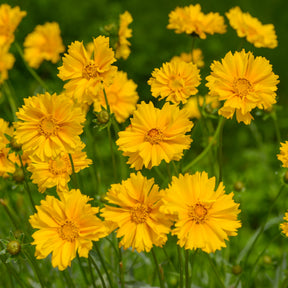 Coréopsis - Coreopsis à grandes fleurs Sunray - Coreopsis grandiflora Sunray