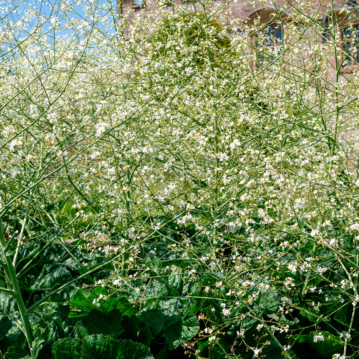 Chou nuage blanc - Crambe - Crambe cordifolia - Willemse