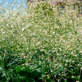 Chou nuage blanc - Crambe - Crambe cordifolia - Willemse