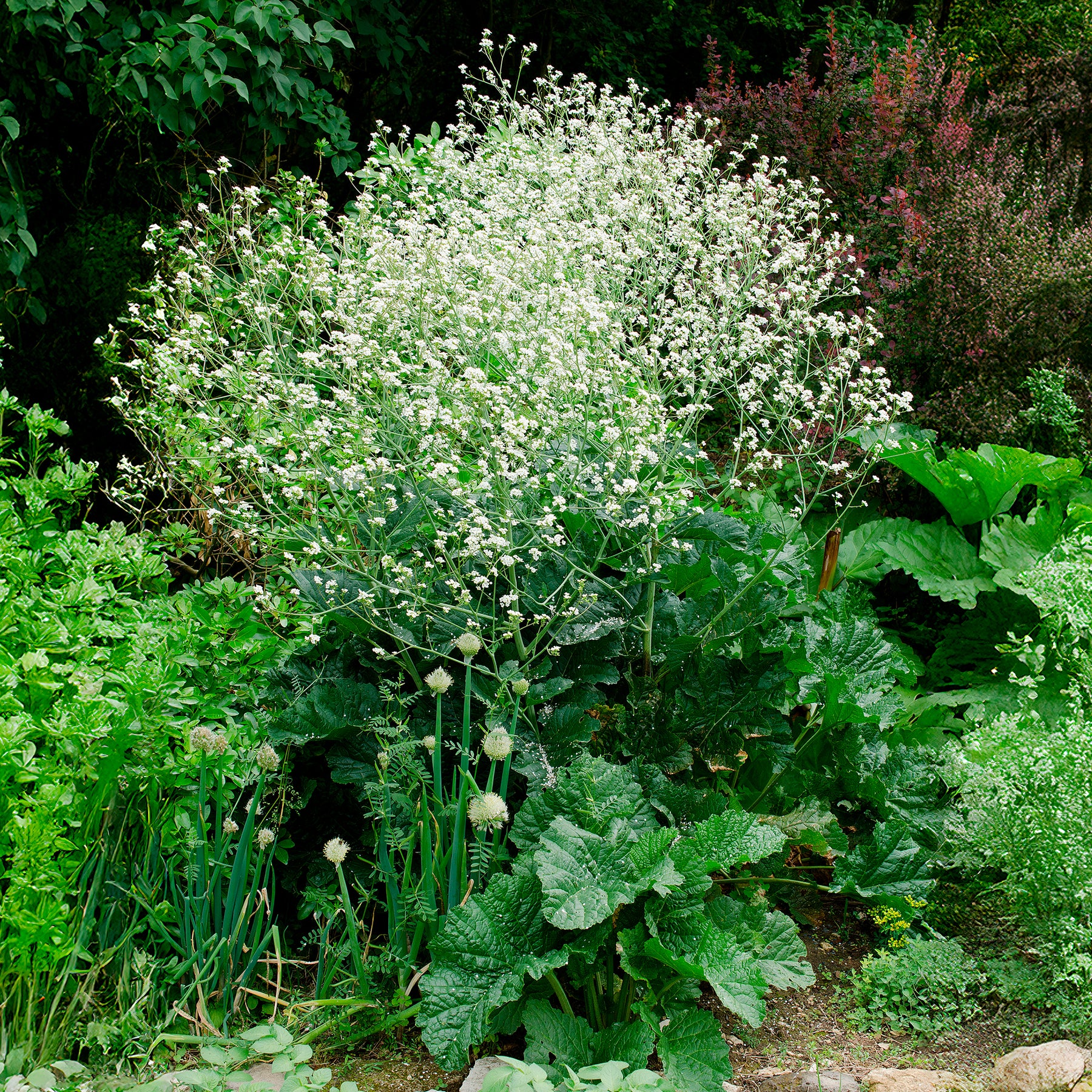 Crambe cordifolia - Chou nuage blanc - Crambe - Fleurs vivaces