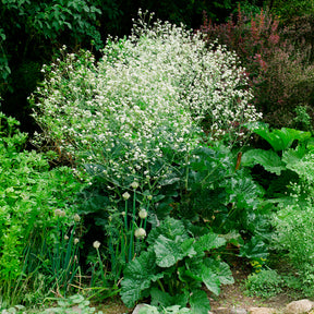 Crambe cordifolia - Chou nuage blanc - Crambe - Fleurs vivaces