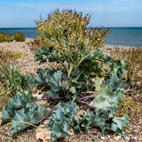 Crambe maritima - Crambe maritime - Plantes vivaces