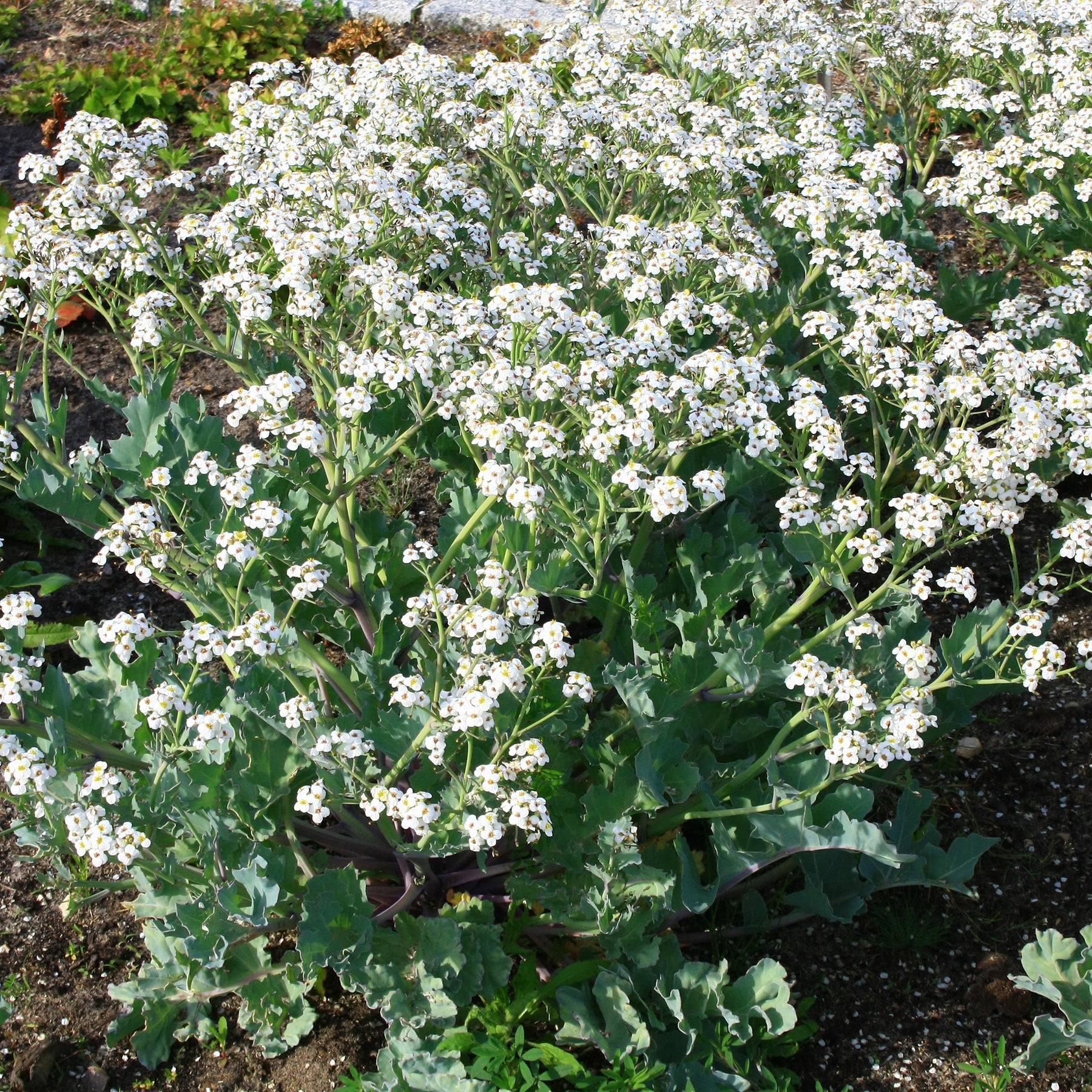 Plantes vivaces - Crambe maritime - Crambe maritima