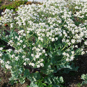 Plantes vivaces - Crambe maritime - Crambe maritima