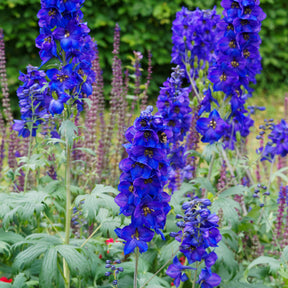 Delphinium belladones Bellamosum - Willemse