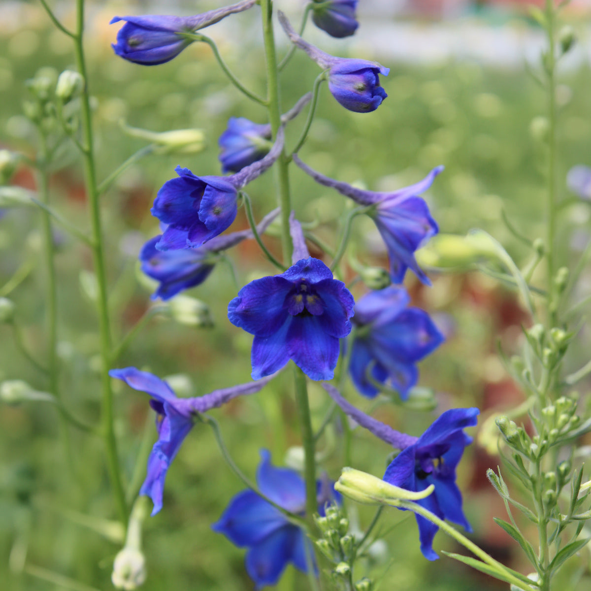 Delphinium Volkerfrieden - Willemse