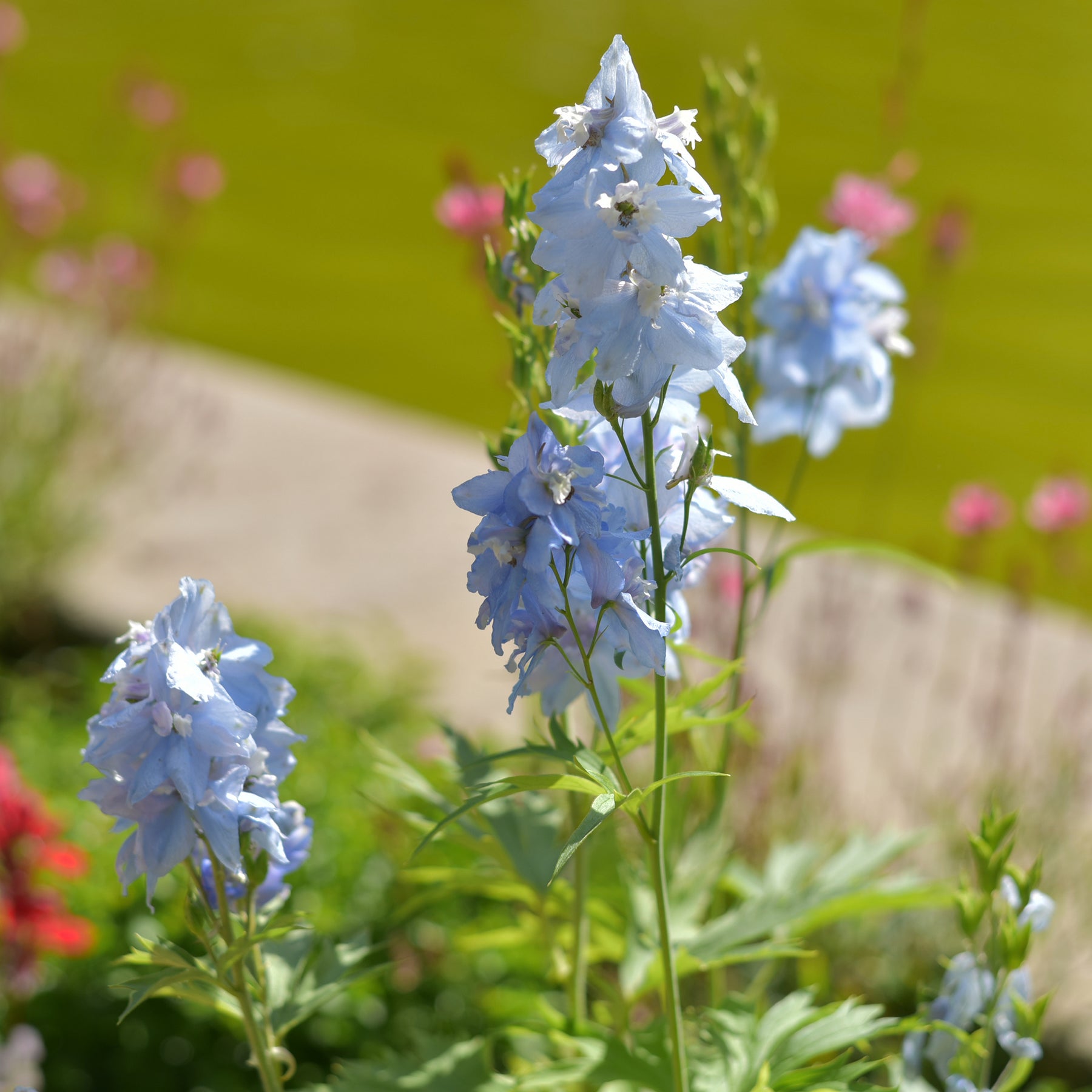 Delphinium Cliveden Beauty - Willemse