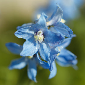Delphinium Cliveden Beauty - Delphinium ( belladonna group ) cliveden beauty - Willemse