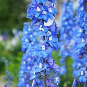 Delphinium géant Blue Bird - Willemse