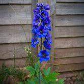 Delphinium géant Black Knight - Willemse