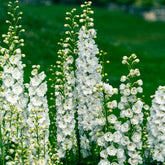 Delphinium géant Galahad - Willemse