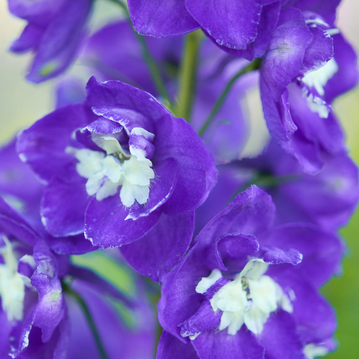 Delphinium géant King Arthur - Delphinium Pacific King Arthur - Willemse