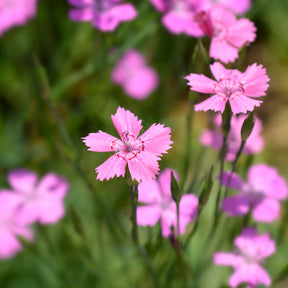 Œillet à delta Rosea - Willemse