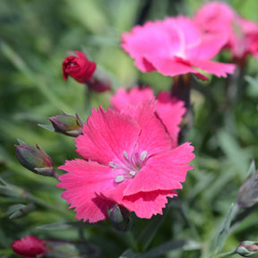 Œillet de la Pentecôte Badenia - Dianthus gratianopolitanus badenia - Willemse
