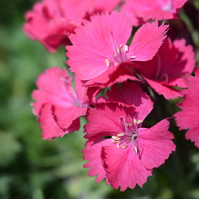Dianthus gratianopolitanus badenia - Œillet de la Pentecôte Badenia - Œillets