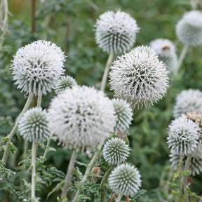 Echinops bannaticus star frost - Boule azurée Star Frost - Chardon boule - Boule azurée