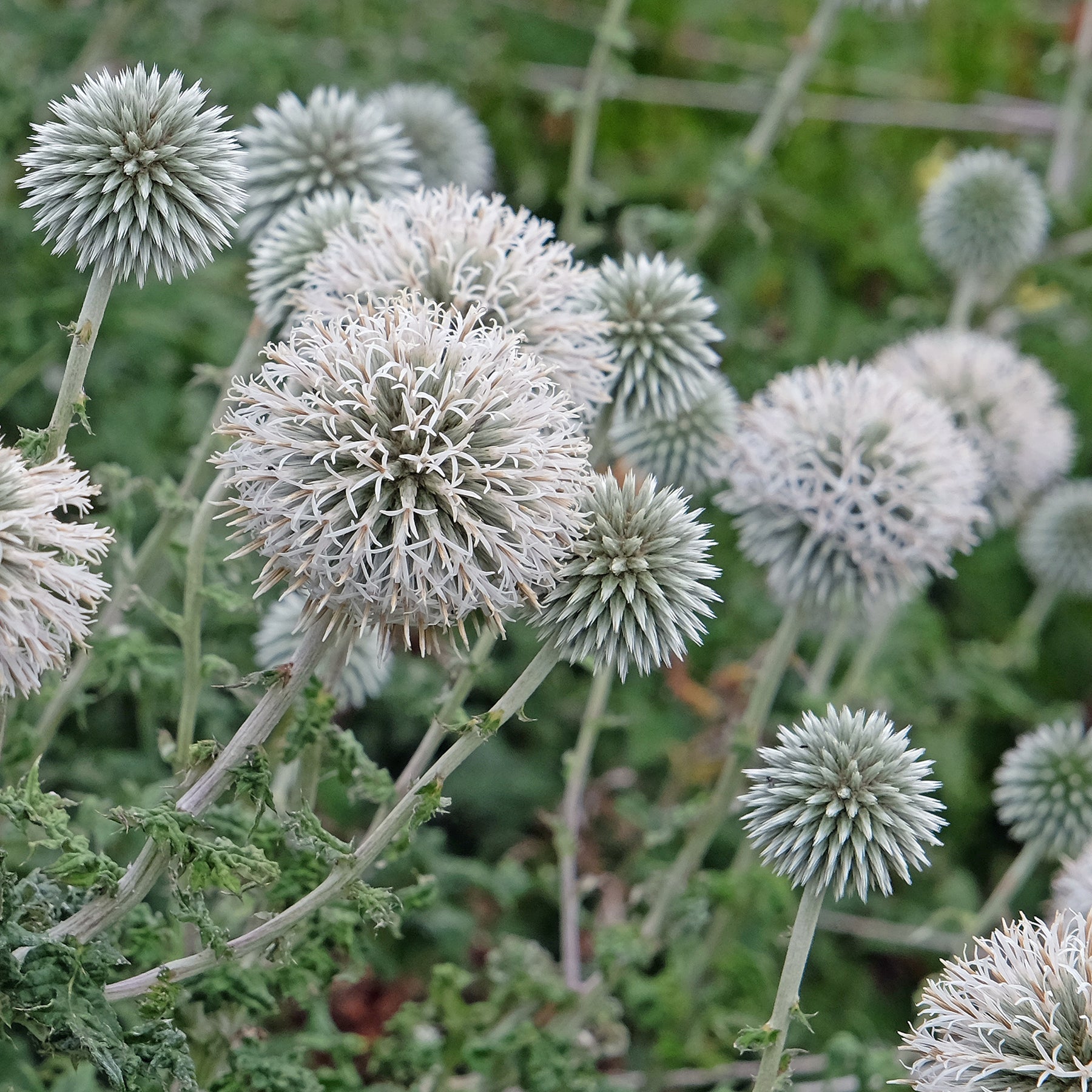 Boule azurée Star Frost