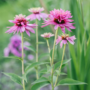 Echinacea purpurea double-decker - Rudbeckia pourpre Double-Decker - Echinacea - Rudbeckia