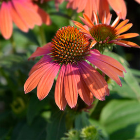 Échinacée pourpre Julia - Echinacea purpurea julia - Willemse