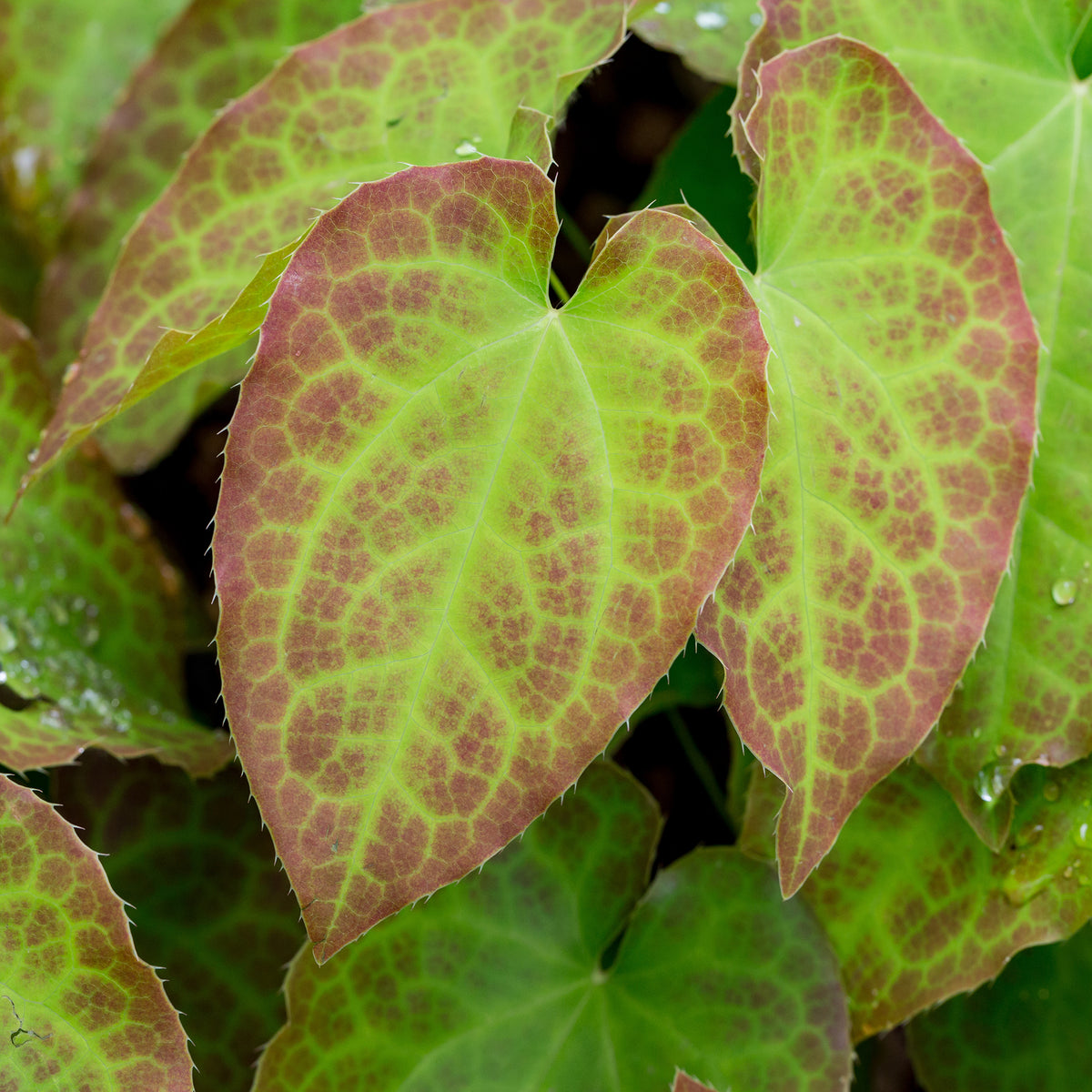 Fleur des elfes Frohnleiten