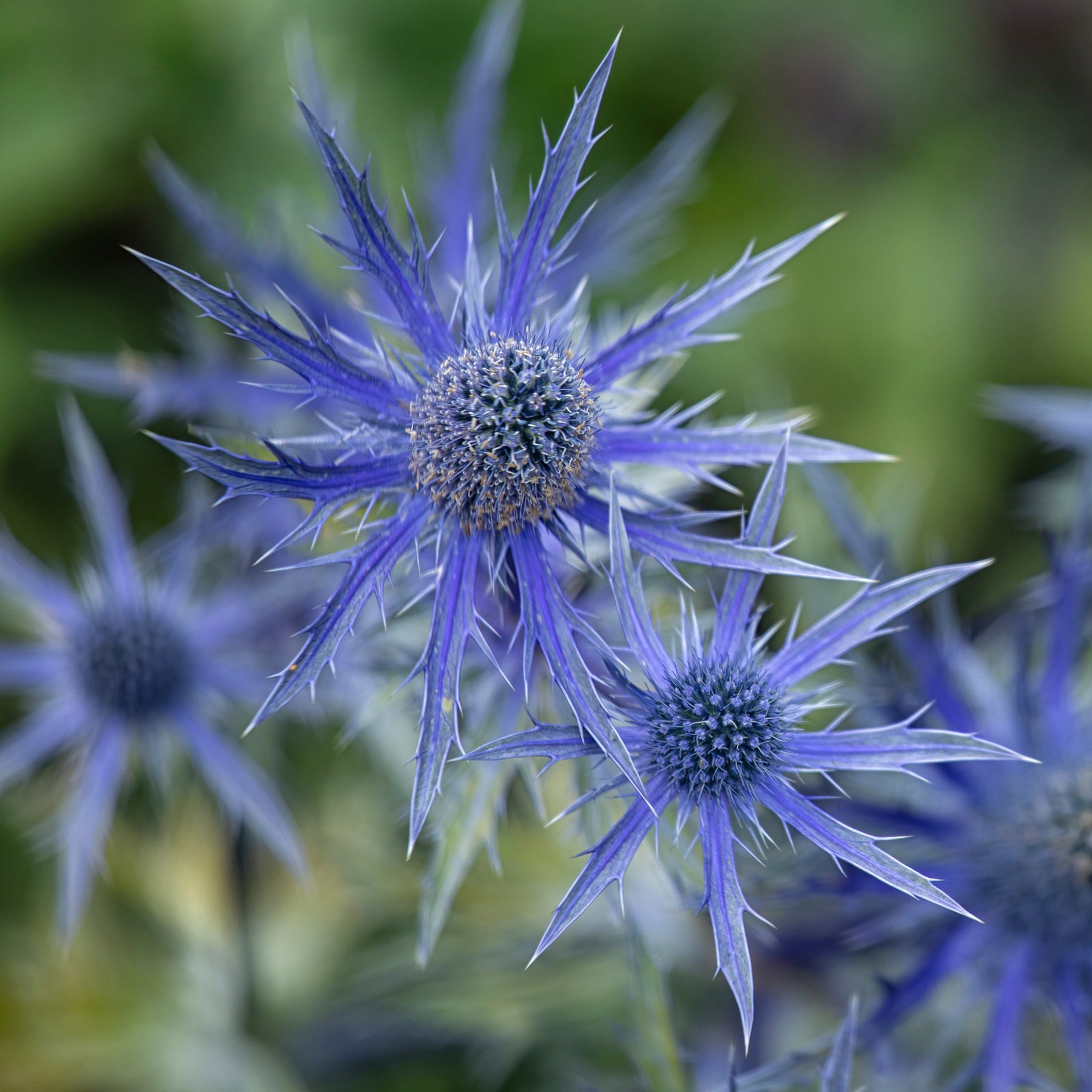 Eryngium zabelii big blue - Panicaut hybride Big Blue - Panicaut