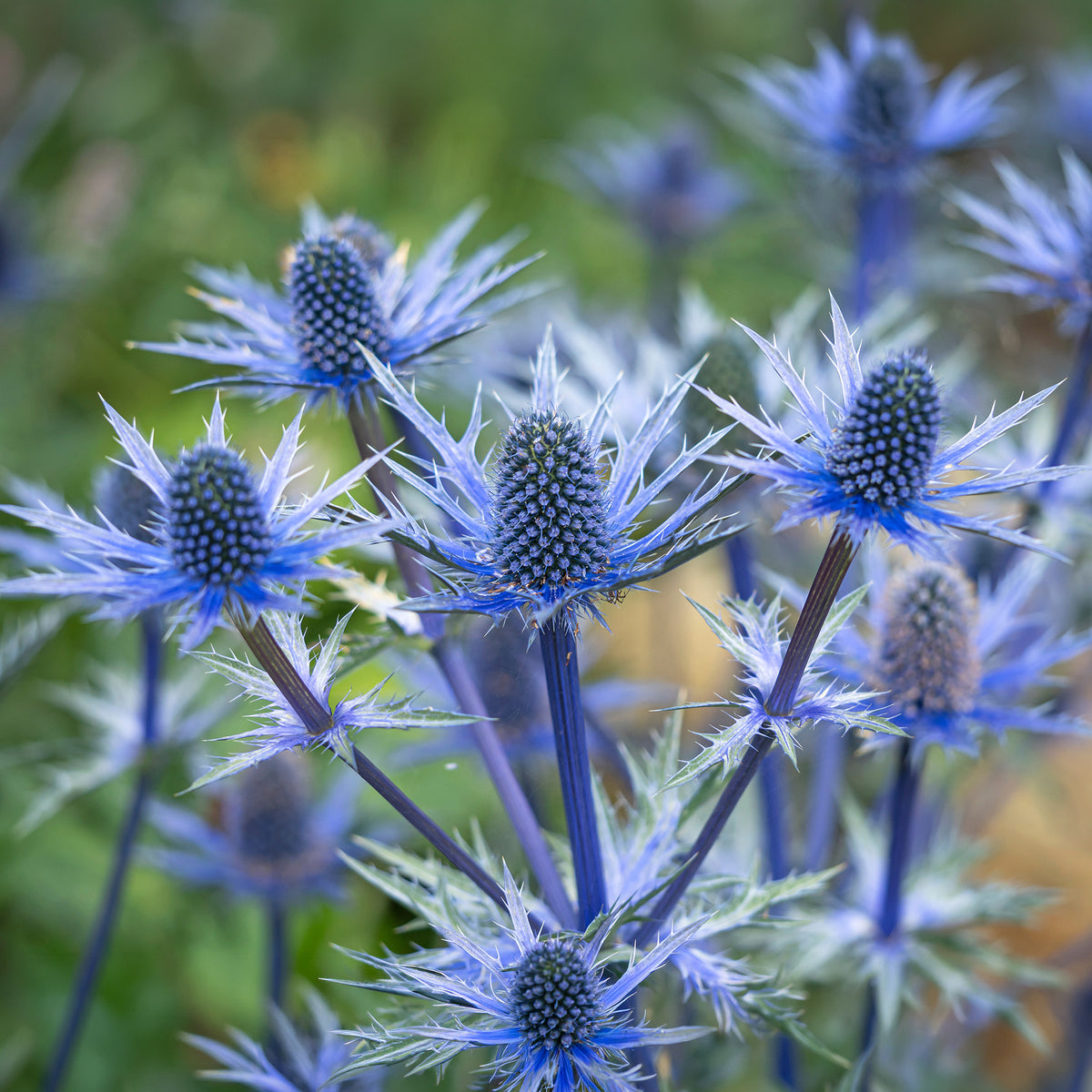 Panicaut hybride Big Blue - Eryngium zabelii big blue - Willemse