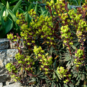 Euphorbe - Euphorbe des bois pourpre - Euphorbia amygdaloides purpurea