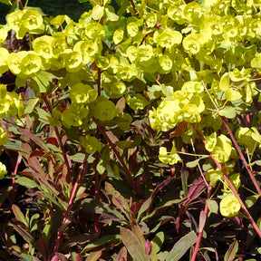 Euphorbia amygdaloides purpurea - Euphorbe des bois pourpre - Euphorbe