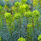 Euphorbe characias Blue Wonder - Willemse