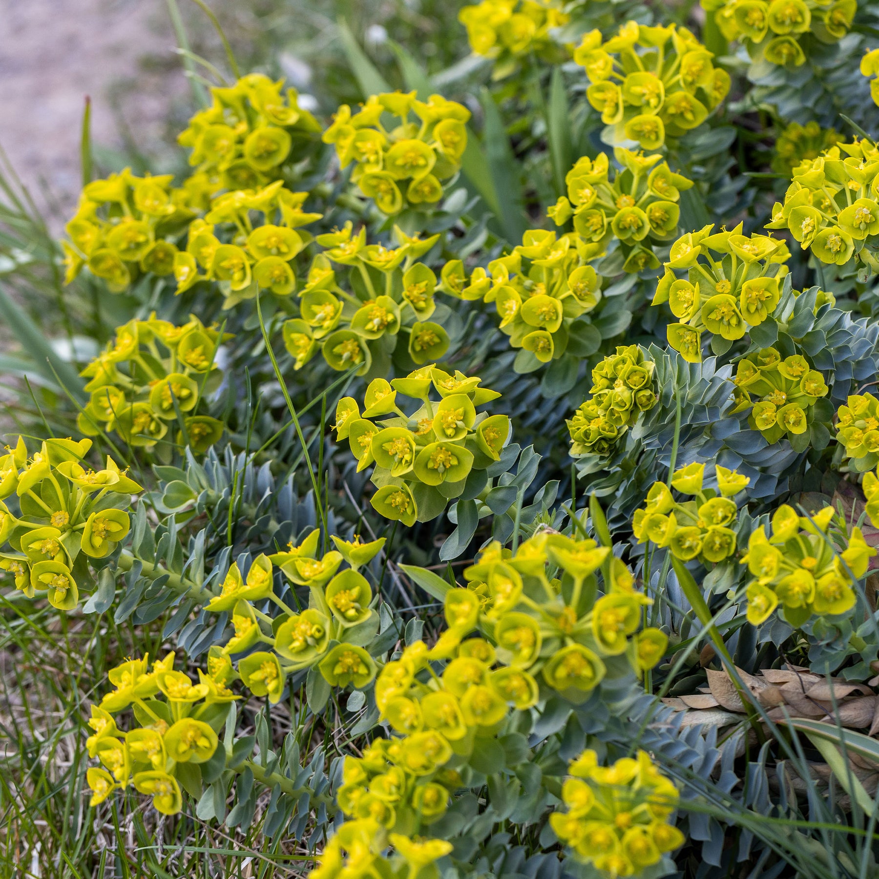 Vente Euphorbe de Corse