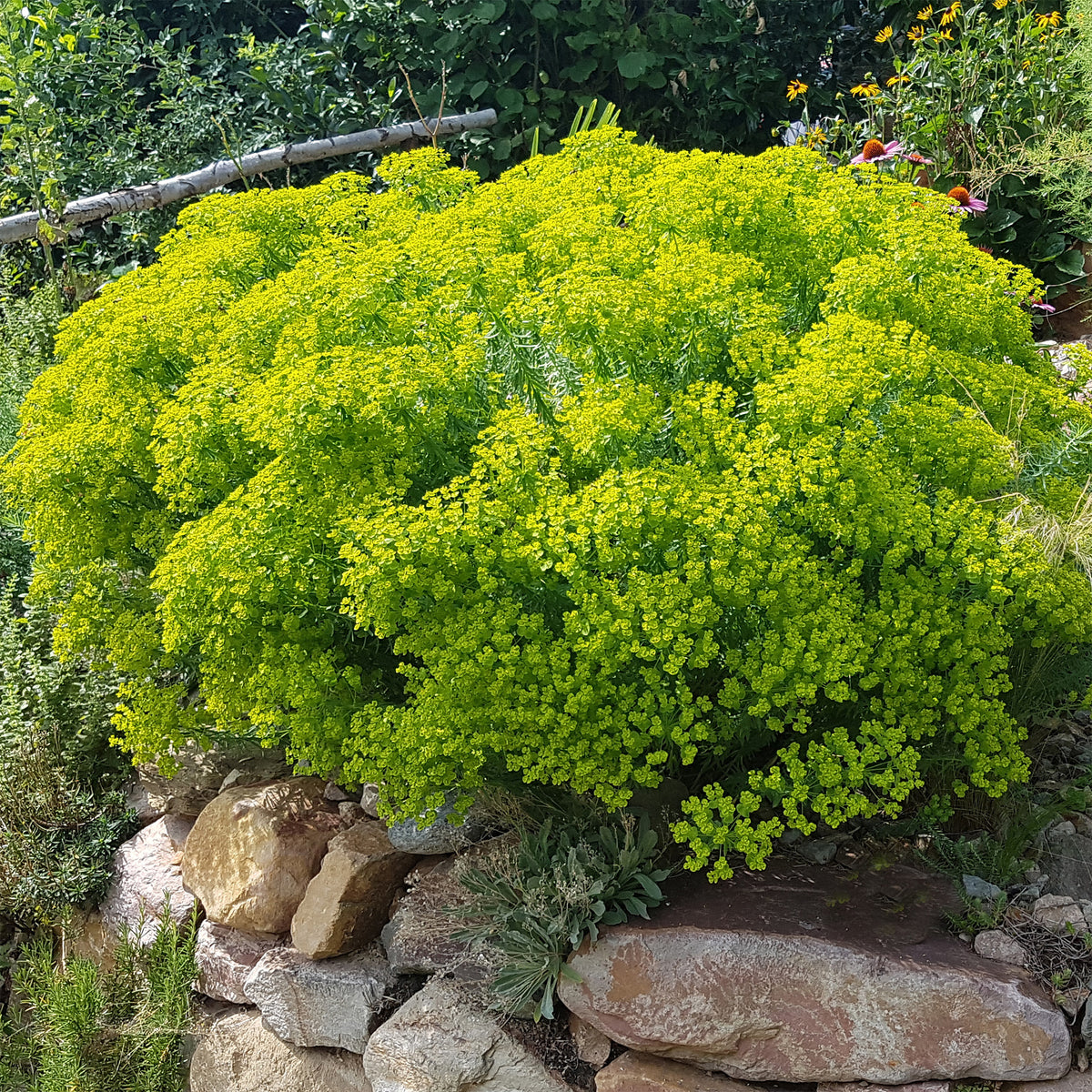 Euphorbe de Sibérie - Willemse