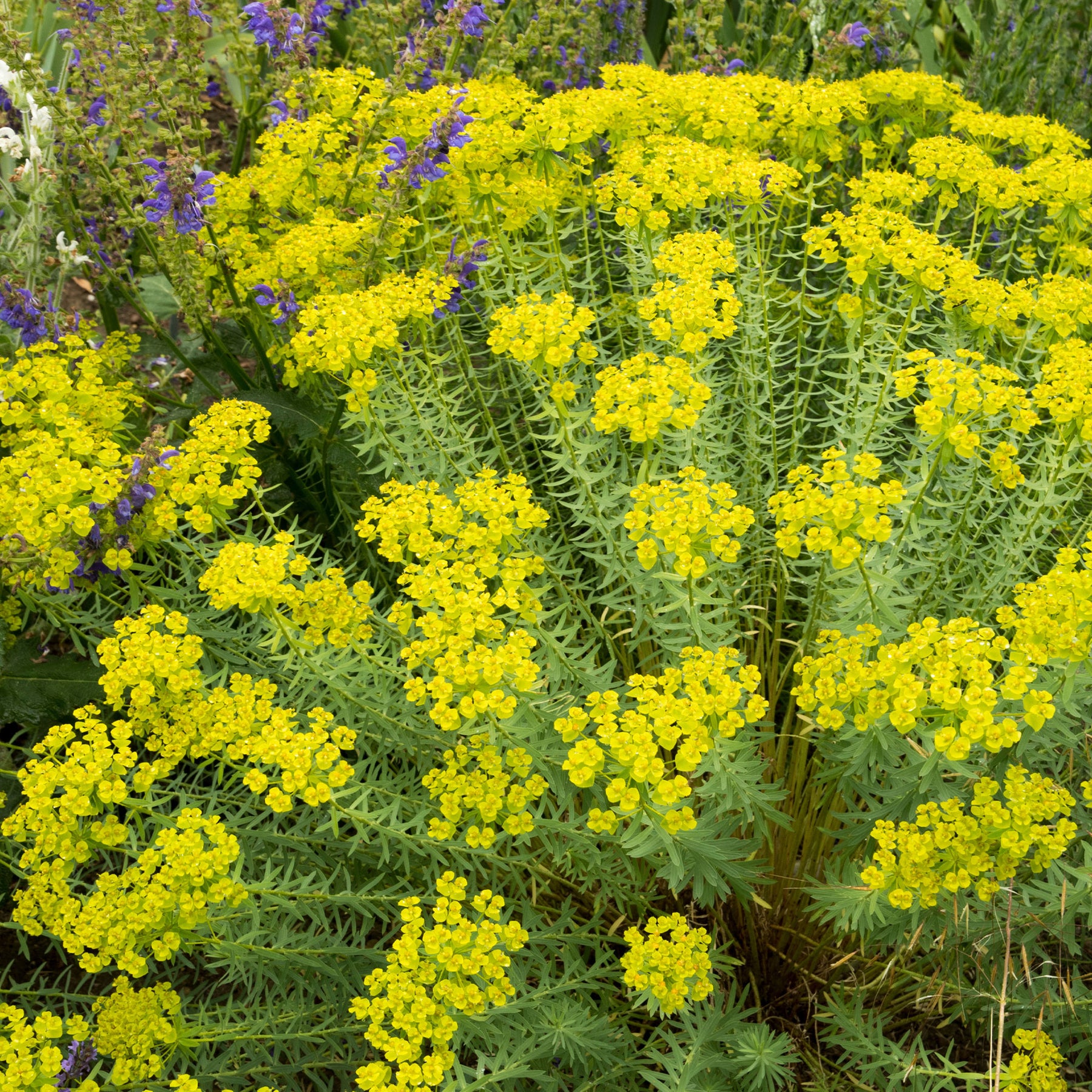 Euphorbe de Sibérie - Euphorbia seguieriana subsp. niciciana - Willemse